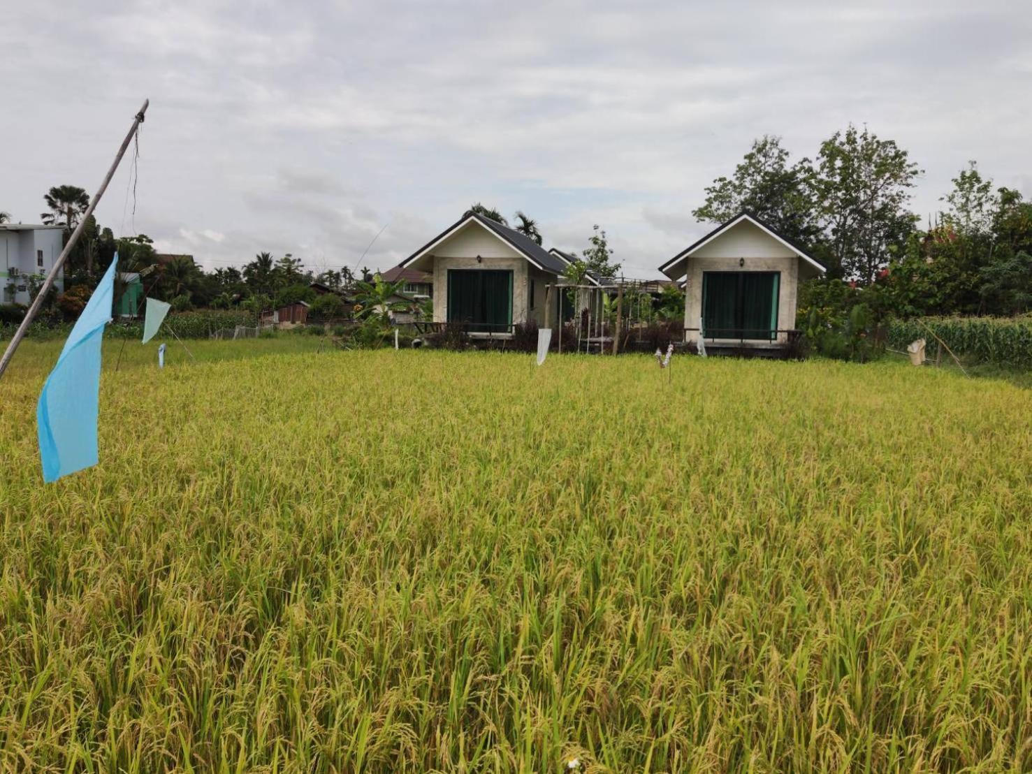 Vieng Pua Homestays نان المظهر الخارجي الصورة